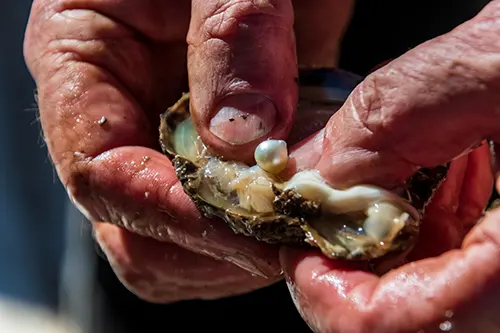 Découverte d'une pierre perle dans une huitre